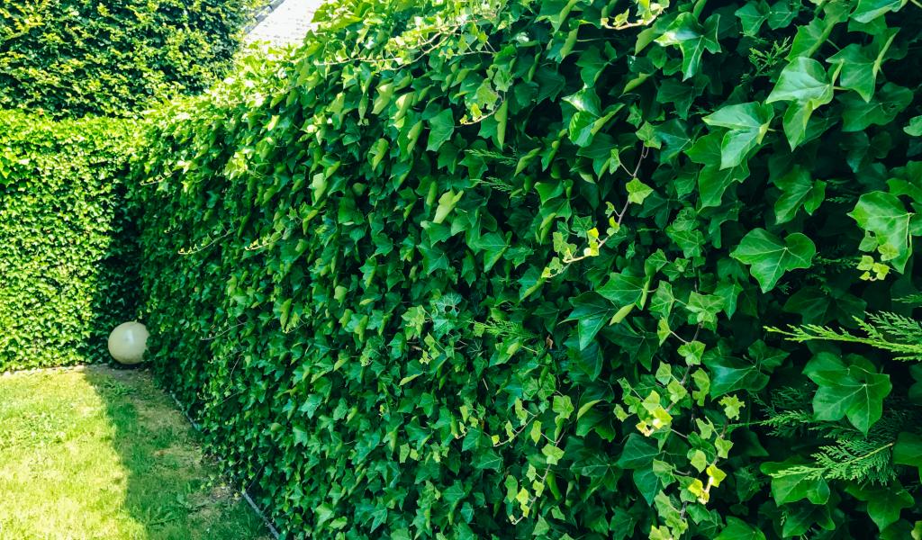 TUINONDERHOUD VOOR GROTE EN KLEINE TUINEN