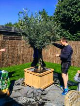 tuinmeubilair: olijfboom in houten pot